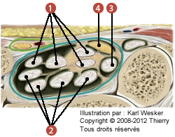 Figure du canal carpien où on identifie: 1. Le fléchisseur superficiel des doigts, 2. Le fléchisseur profond des doigts, 3. Le long fléchisseur du pouce, et 4. Le nerf médian.