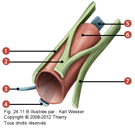 Figure où on identifie: 1. Le nerf musculo cutané, 2. Le nerf médian, 3. Le postérieur, 4. Le nerf axillaire, 5. L'artère axillaire, 6. Le nerf radial, et 7. Le nerf ulnaire