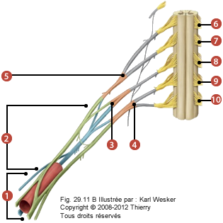 Figure où on identifie: 8. Le tronc supérieur, 9. La vertèbre cervicale C5, 10. La vertèbre cervicale C6, 11. La vertèbre cervicale C7, 12. La vertèbre cervicale C8, 13. La vertèbre cervicale T1, 14. Les divisions, 15. Le tronc inférieur, 16. Le tronc moyen, et 17. Les faisceaux