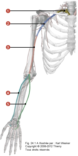 Figure de la vascularisation du membre supérieur où on identifie: 1. Le trajet de l'artère sub clavière, 2. Le trajet de l'artère axillaire, 3. Le trajet de l'artère brachiale, 4. Le trajet de l'artère radiale, et 5. Le trajet de l'artère ulnaire.