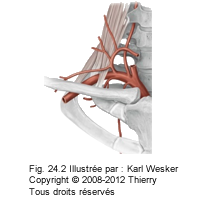 Figure de la vascularisation du membre supérieur.