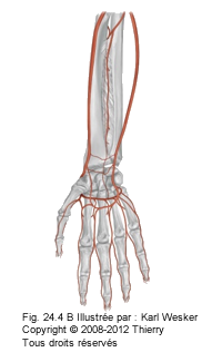 Figure d'un bras où on voit la vascularisation du membre supérieur.