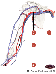 Figure où on identifie: 1. L'artère brachiale, 2. L'artère axillaire, 3. L'artère radiale, et 4. L'artère subclaviere.