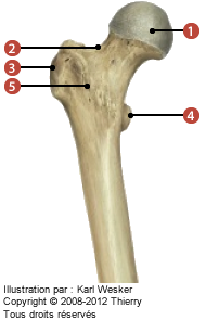 Figure de la partie proximale du fémur en vue antérieure où on identifie: 1. La tête fémorale, 2. Le col du fémur, 3. Le grand trochanter, 4. Le petit trochanter, et 5. La ligne intertrochantérique