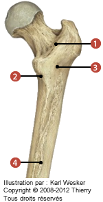 Figure de la partie proximale du fémur en vue postérieure où on identifie: 1. La crête intertrochantérique, 2. La ligne pectinée, 3. La tubérosité glutéale, et 4. La ligne âpre (et ses deux lèvres)