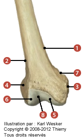 Figure de la partie distale du fémur en vue antérieure où on identifie: 1. La ligne supracondylienne médiale, 2. La ligne supracondylienne latérale, 3. L'épicondyle médial, 4. L'épicondyle latéral, 5. Le condyle médial, 6. Le condyle latéral, 7. Le tubercule des adducteurs, et 8. La face patellaire.
