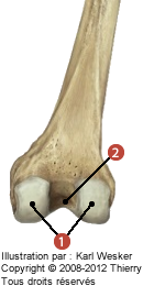Figure de la partie distale du fémur en vue postérieure où on identifie: 1. Les condyles (qui s'articulent avec le tibia et on observe), et 2. La fosse intercondylienne.