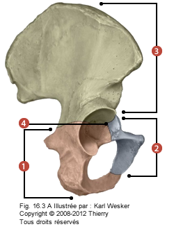 Figure de l'os coxal où on identifie: 1. L'ischion, 2. Le pubis, et 3. L'ilion.