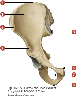 Figure de l'os coxal sur la face ventrale où on identifie: 1. La fosse iliaque, 2. La crête iliaque, 3. L'épine iliaque antéro-supérieure, 4. L'épine iliaque antéro-inférieure, 5. Le tubercule pubien, 6. La tubérosité ischiatique, 7. Le foramen obturé, et 8. La facette auriculaire iliaque.