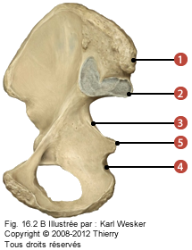 Figure de l'os coxal en vue médial où on identifie: 1. L'épine iliaque postéro-supérieure, 2. L'épine iliaque postéro-inferieure, 3. La grande échancrure ischiatique, 4. La petite échancrure ischiatique, et 5. L'épine ischiatique.