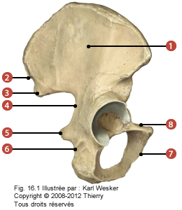 Figure de l'os coxal sur la face postérieure où on identifie: 1. La surface glutéale, 2. L'épine postéro-iliaque supérieure, 3. L'épine postéro-ilaque inférieure, 4. La grande échancrure ischiatique, 5. La petite échancrure ischiatique, 6. L'épine ischiatique, 7. La branche intérieure du pubis, et 8. La branche supérieure du pubis.