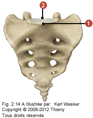 Figure de la base du sacrum où on identifie: 1. Le promontoire, et 2. Le canal sacral.