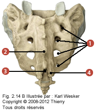 Figure de la base du sacrum en surface dorsale où on identifie: 1. Les foramens sacraux postérieurs, 2. La crête sacrée au centre, 3. Le hiatus du sacrum, et 4. Les cornes du sacrum