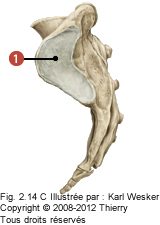 Figure de la base du sacrum sur la face latérale où on identifie: 1. La facette auriculaire.