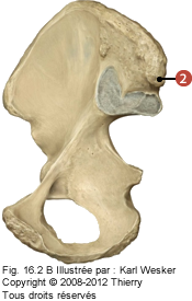 Figure où on identifie: 2. l'épine iliaque postéro-supérieure.