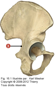 Figure où on identifie: 3. Grande échancrure ischiatique.