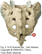 Figure où on identifie: 4. Hiatus sacral.