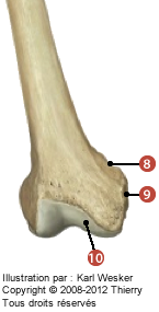 Figure où on identifie: 8. Le turbercule des adducteurs, 9. L'épicondyle médial, et 10. Le condyle médial.