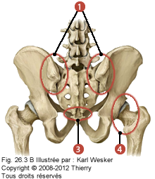 Figure de la ceinture pelvienne où on identifie: 1. Les deux articulations sacro-ilaques, 3. Les articulations sacro-coccygiennes, et 4. L'articulation coxo-fémorale.