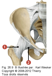 Figure de l'articulation coxo-fémorale où on identifie: 1. Le ligament ilio-fémoral, et 2. Le ligament pubo-fémoral.