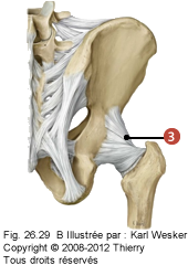 Figure de l'articulaiton coxo-fémorale où on identifie: 3. Le ligament ischio-fémoral.