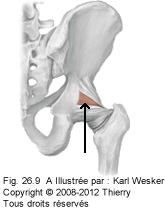 Figure 2 de 2 de la zone de faiblesse de l'articulation coxo-fémorale.