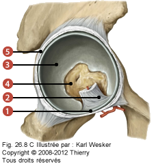 Figure de l'intérieur de l'acétabulum où on identifie: 1. Ligament de la tête fémorale, 2. Ligament transverse, 3. La surface semi-lunaire, 4. La fosse acétabulaire, et 5. Le bourrelet acétabulaire</strong> : fibrocartilage qui a pour rôle d'augmenter la stabilité de la tête fémorale.