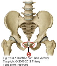 Figure de la ceinture pelvienne où on identifie: 2. La symphyse pubienne.