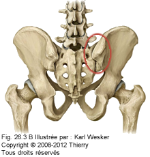 Figure de l'articulation sacro-iliaque.