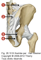 Figure de l'articulation sacro-illaque où on identifie les articulations suivantes: 1. Ilio-lombal, 2. Sacro-iliaques dorsaux et ventraux, 3. Sacro-épineux, et 4. Sacro-tubéral.