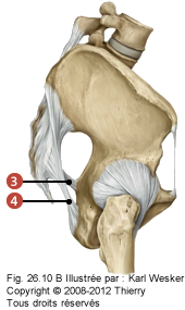 Figure de l'articulation sacro-illaque où on identifie les articulations suivantes: 3. Sacro-épineux, et 4. Sacro-tubéral.