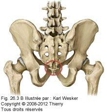 Figure de l'articulation sacro-coccygienne.