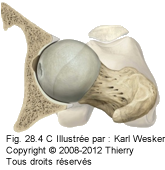 Figure 2 de 2 de l'articulation coxo-fémorale.