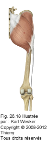 Figure 1 de 2 du muscle du grand fessier et du tenseur du fascia lata.