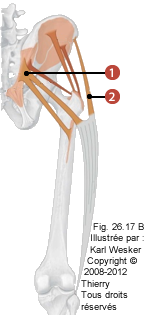 Figure 2 de 2 du muscle du grand fessier et du tenseur du fascia lata.