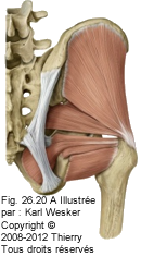 Figure 1 de 3 du moyen fessier et du petit fessier.