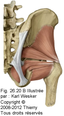 Figure 2 de 3 du moyen fessier et du petit fessier.