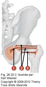 Figure 2 de 2 des rotateurs latéraux où on identifie: 1. L'obturateur interne, 2. Les jumeaux, et 3. Le carré fémoral.