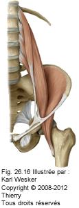 Figure 1 de 2 du psoas-iliaque en vue antérieure.