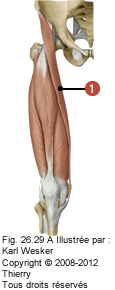 Figure 1 de 2 du sartorius.