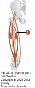 Figure 2 de 2 du sartorius.