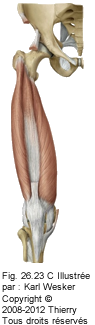 Figure 1 de 2 des quadriceps.