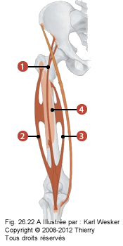 Figure 2 de 2 des quadriceps où on identifie les quatres chefs suivants: 1. Le grand droit de la cuisse, 2. Le vaste latéral, 3. Le vaste médial, et 4. Le vaste intermédiaire.