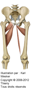 Figure 1 de 2 des muscles de l'adducteur.