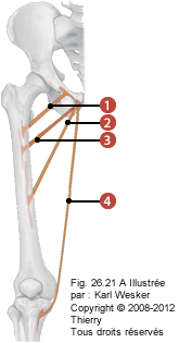 Figure 1 de 2 des muscles de l'adducteur où on identifie: 1. Le pectiné, 2. Le long adducteur, 3. Le court adducteur, et 4. Le gracile.