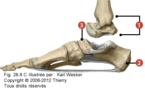 Figure du talus en vue médiale où on identifie: 1. Le talus, 2. Le calcanéum, et 3. Le naviculaire.