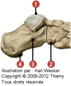 Figure du calcanéum en vue latérale où on identifie: 1. La tubérosité calcanénne, 2. Le sustentaculum tali, 3. Le tubercule des fibulaires, et 4. Le processus médial de la tubérosité médiale.