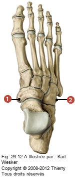 Figure 1 de 2 du pied où on identifie: 1. Le naviculaire, et 2. Le cuboïde.