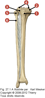 Figure de la partie proximale du tibia et de la fibula où on identifie: 1. La tubérosité tibiale, 2. Le condyle médial, 3. Le condyle latéral, 4. Les plateaux tibiaux, 5. La tête de la fibula, et 6. Le col de la fibula.