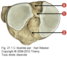 Figure du tibia en vue postérieure-supérieure, où on identifie: 1. L'éminence intercondylaire, 2. Les aires intercondylaire antérieure, et 3. Les aires intercondylaire postérieure.